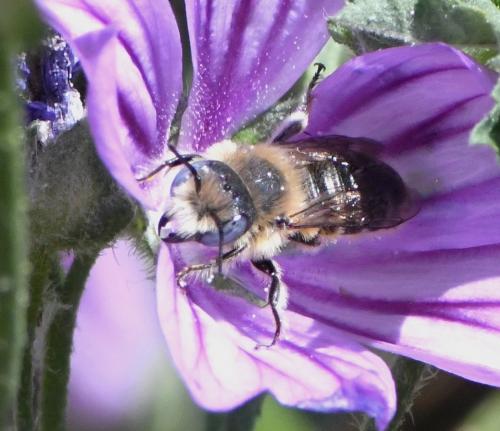 Hoplitis cristatula